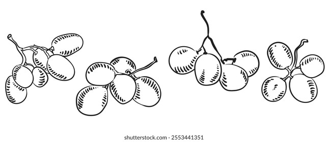 Set of branches of ripe wine grapes in sketch. A small twigs of purple berries. Vector illustration of organic vitamin fruit. Eco label concept for natural grape flavor. Design of wine, juice.