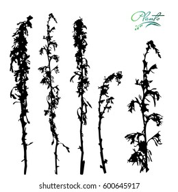 Set of branches sagebrush. Collection of medicinal plants. Detailed vector illustration.