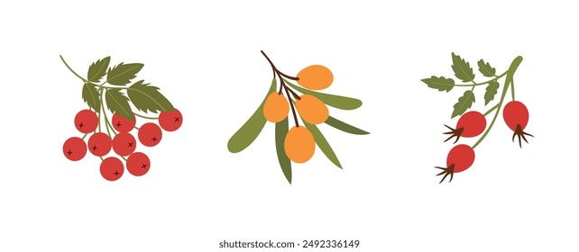 Satz von Zweigen von Sanddorn, Rowan, Hagebutte. Flache Vektorillustration von Blättern mit Beeren in verschiedenen Farben und Formen. Wilde Beeren Symbole