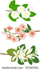 Set of branches of trees and shrubs with flowers on white background