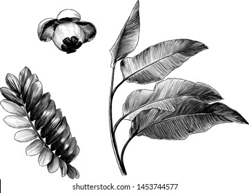 the set of branches of tropical trees with broad leaves and the fruit of the mangosteen, sketch vector graphics monochrome illustration on white background