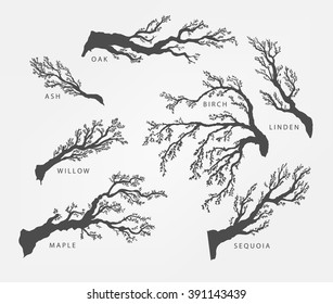 set of branches, twigs of different trees in black