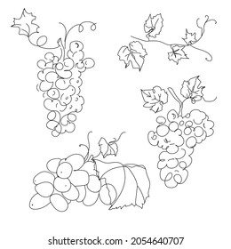 Set branches of vines of different grapes. Botany elements drawn in outline style, white background. Abstract art botanical vector background.