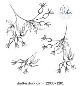Set with branches and wild rose berries. Graphic drawing, engraving style. vector illustration. Isolated on white background.
