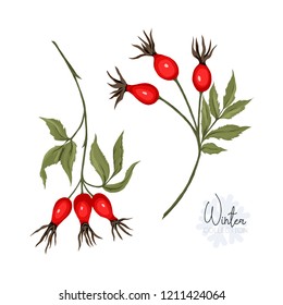 Set with branches and wild rose berries. Isolated on white background. Colored vector illustration.
