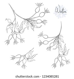 Set with branches and wild rose berries. Outline hand drawing vector illustration. Isolated on white background.