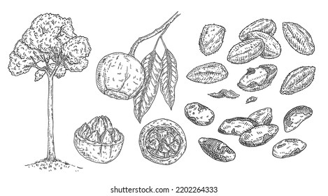 Set Brazil nut. Tree, branch with leaves and nuts with shell and unshelled. Vector vintage engraving illustration. Isolated on white background. Hand drawn design element for label and poster