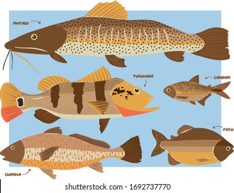 Set of brazilian river fish vector flat design