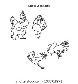 	
Set of breeds of chicken, hens and cocks in various poses, vector illustration isolated on white background. Sketch line set chicken 