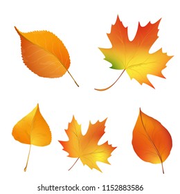 Set of bright autumn leaves isolated on white background