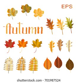 Set of bright autumn leaves (maple, oak, chestnut, mountain ash, pear), isolated on white. Autumn of letting