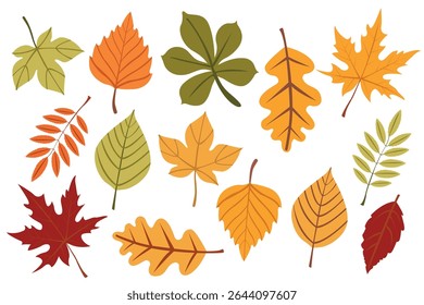 A set of bright autumn leaves on a white background. Red, orange, and green leaves of different types of trees. Hand-drawn botanical plants in a vector.