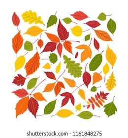 Set of bright autumn leaves. Vector illustration. Fall leaf square fill frame isolated on white background.