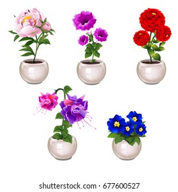 Set of bright blooming potted flowers peony, violet, red dahlia, fuchsia in ceramic flowerpots isolated on white background. Element of interior design office or home. Cartoon vector close-up.