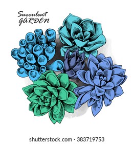 Set of a bright color succulent plants. Vector illustration. 