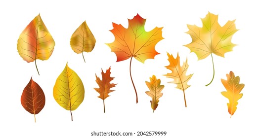 Fijar hojas de otoño coloridas y brillantes aisladas sobre fondo blanco. Símbolo de diseño gráfico de otoño. Hojas secas de otoño rojas amarillas. Fondo estacional otoñal. Ilustración del vector