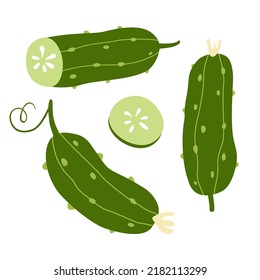 Set of bright green cucumbers. Can be used for menu, packaging, textiles. Vector illustration isolated on white background.