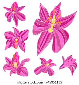 Set of bright orchid. 