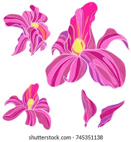 Set of bright orchid. .