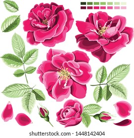 A set of bright pink wild rose