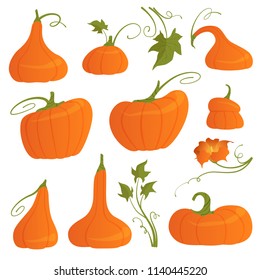 Set of bright pumpkins of different shapes with leaves and flower isolated on white background. Vector modern illustration