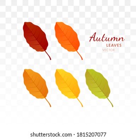 Set of bright realistic autumn leaves. Autumn design element. Vector illustration EPS10