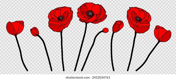 Set of bright red poppies isolated on a transparent background. Hand drawn flowers. Red poppies for creating floral designs, patterns, cards.