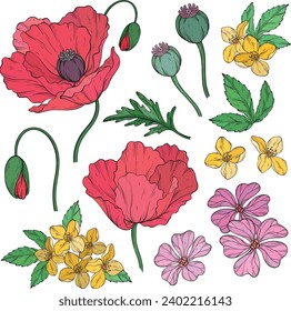 Conjunto de flores rojas de amapola de verano brillante, hojas, vainas de semillas de amapola y pequeñas flores silvestres. Ilustración vectorial.