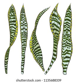 Set of bright vivid drawn tropical plants and leaves. Fresh exotic leaves and branches from the jungle forest.