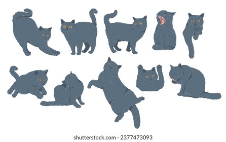 Set of British Shorthair blue cat Isolated. Vector illustration