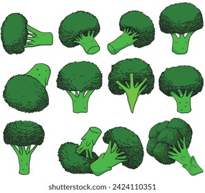 Set of broccoli vector illustration. 