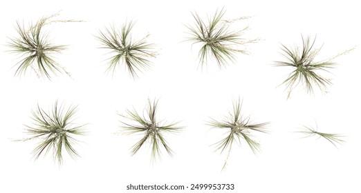 set of Broomsedge bluestem with alpha mask, 3d rendering, for digital composition and architecture visualization,top view