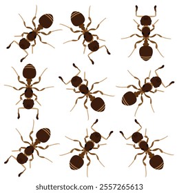 Set of brown ant bug animal design vector illustration isolated on white background