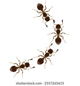 Set of brown ant bug animal design vector illustration isolated on white background