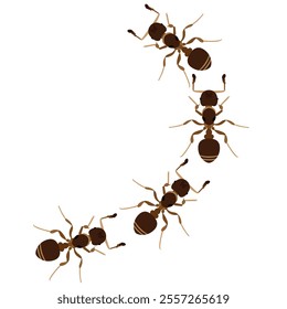 Set of brown ant bug animal design vector illustration isolated on white background