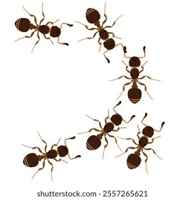 Set of brown ant bug animal design vector illustration isolated on white background