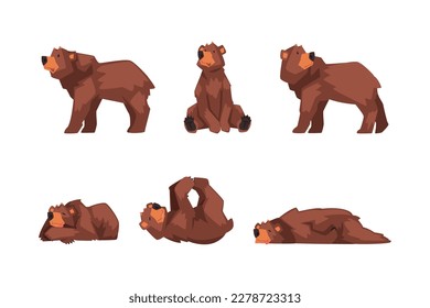 Set of brown bear in different poses. Wild forest mammal animal cartoon vector illustration