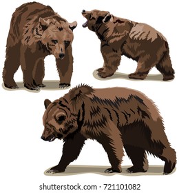 Set of brown bears