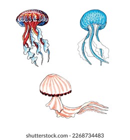 Set of brown, blue, red and aqua color jellyfishes. EPS vector illustration marine animals.