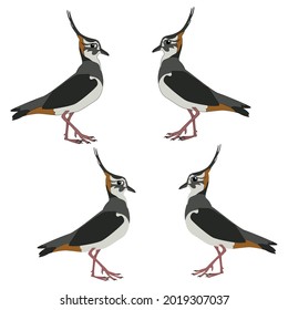 Set of brown grey lapwing colouring with cartoon eyes with and without stroke