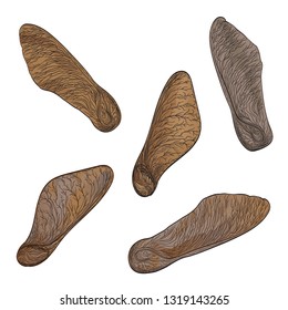 Set brown maple seeds isolated on white. Vector illustration
