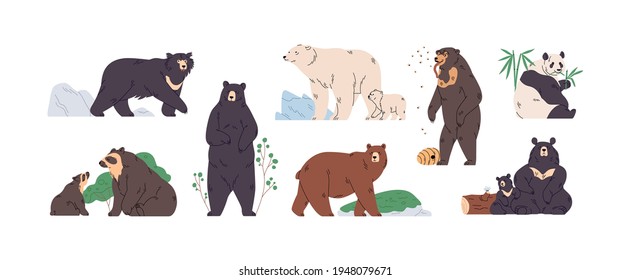 Set of brown, polar, black, Himalayan, Malay, spectacled, honey, sloth bear and panda. Animals in different poses, standing, walking and eating. Colored flat vector illustration isolated on white