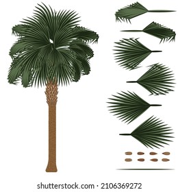 Set of brushes for painting Sabal palm. Vector illustration