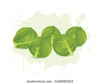 Set of Brussels Sprouts green vegetable vector illustration