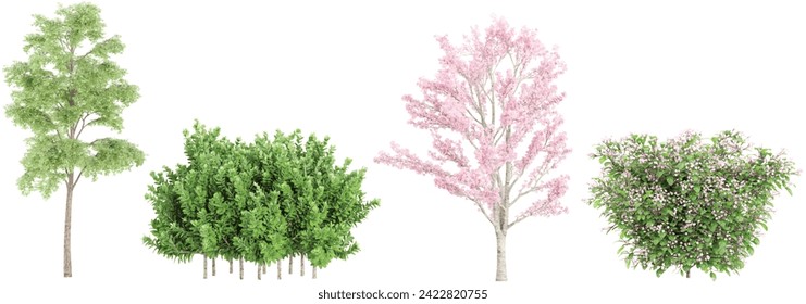 Set of Bucida Buceras,Buxus Serpenvirnes,Cassia Bakeriana,Catharantus Rosea flower plants, isolated on transparent background. 3D render