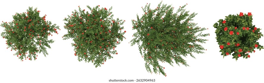 set of BUCIDA trees on transparent background from the top view