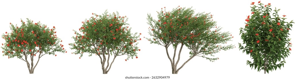 set of BUCIDA trees on transparent background