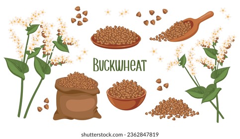 Set of buckwheat grains and spikelets. Buckwheat plant, buckwheat grains in a plate, spoon and bag. Agriculture, food icons, design elements, vector