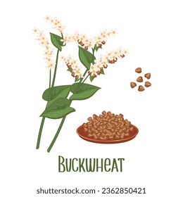 Set of buckwheat grains and spikelets. Buckwheat plant, buckwheat grains in a plate. Agriculture, food icons, design elements, vector