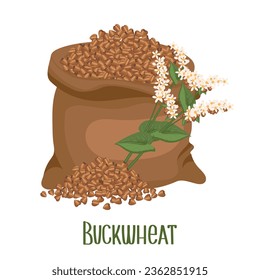 Set of buckwheat grains and spikelets. Buckwheat plant, buckwheat grains in a linen bag. Agriculture, food icons, design elements, vector